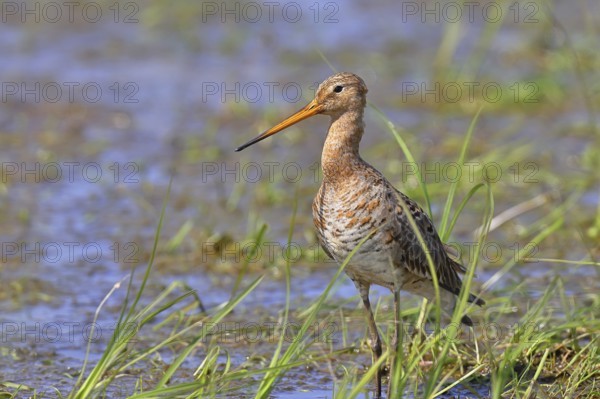 Black-tailed godwit (Limosa limosa) walking in shallow water in a moor, Ochsenmoor, Dümmer See, Hüde, Lower Saxony, Germany, Europe