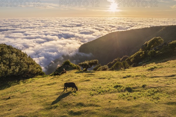 Aerial view of sunrise above clouds and green hills with cows grazing at Fanal mountain, Madeira island, Portugal, Europe