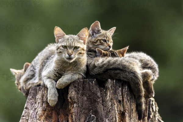 Attentive cat and three resting cats on a tree trunk in the forest, serenity, wildcat (Felis silvestris), kitten, Germany, Europe