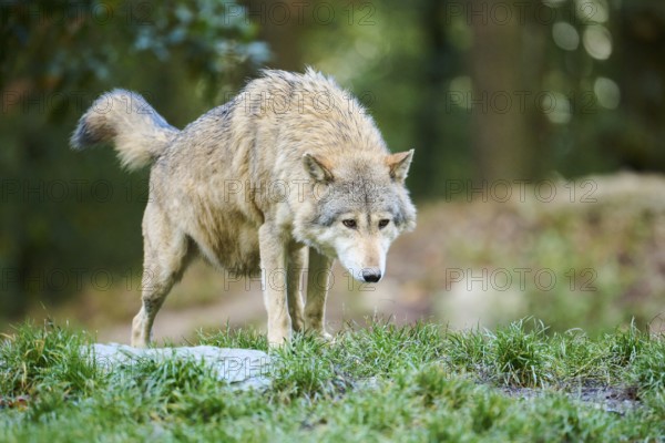 Eastern wolf (Canis lupus lycaon) standing on a meadow, Bavaria, Germany, Europe
