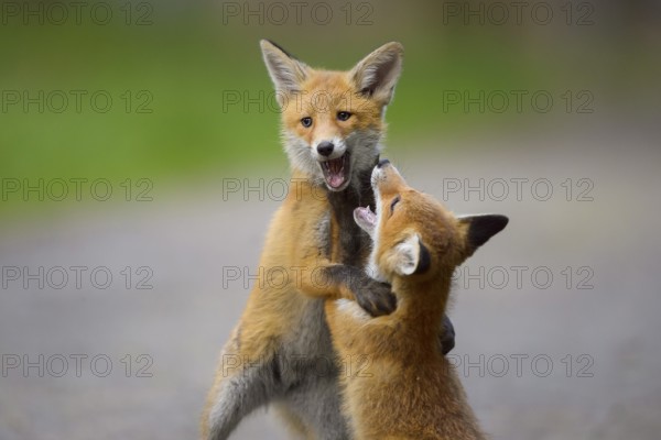 Red fox (Vulpes vulpes), two young foxes playing and practising fighting with each other, summer, Hesse, Germany, Europe