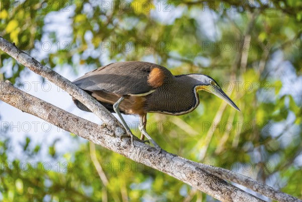Bare-throated tiger heron (Tigrisoma mexicanum) in a tree, Tortuguero National Park, Costa Rica, Central America