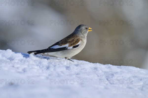 Snowfinch (Montifringilla nivalis), running through snow, the background is blurred, Gemmi Pass, Leukerbad, Leuk, Valais, Switzerland, Europe