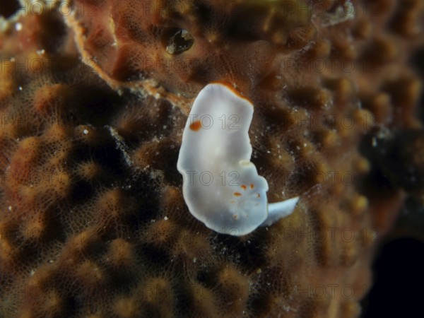 Delicate white nudibranch with orange dots, yellow nudibranch (Ardeadoris angustolutea), on a coral. Dive site Twin Reef, Penyapangan, Bali, Indonesia, Asia