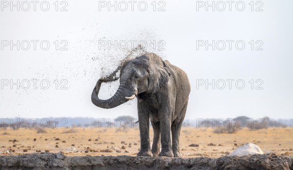 African elephant (Loxodonta africana), bathing at a waterhole, spraying water from its trunk, Nxai Pan National Park, Botswana Botswana