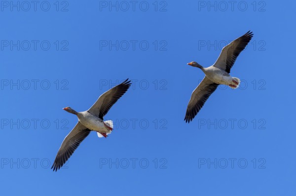 Two geese flying parallel in the clear blue sky, greylag goose (Anser anser), wildlife, Germany, Europe