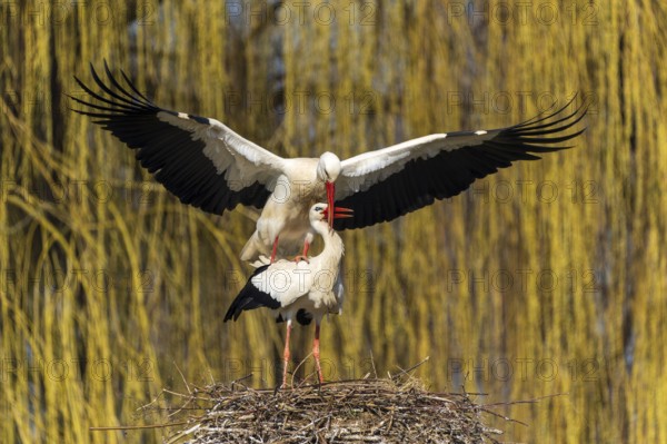 Two storks interacting on a nest with outstretched wings, White Stork (Ciconia ciconia), wildlife, Germany, Europe
