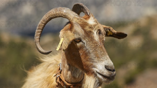 Portrait of a brown goat with horns against a mountainous background, goat (s), free-range, central north of the island, mountains, Karpathos, Dodecanese, Greek Islands, Greece, Europe