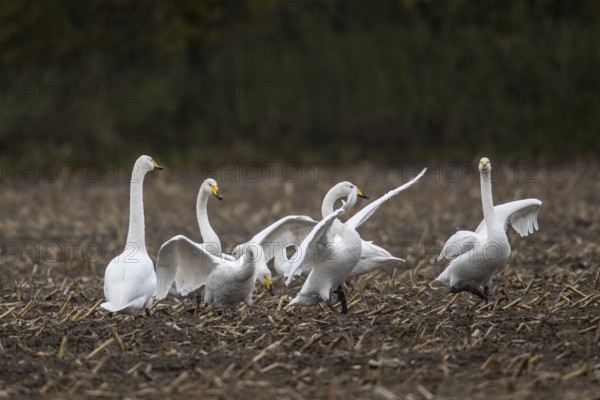 Whooper swans (Cygnus cygnus), Emsland, Lower Saxony, Germany, Europe