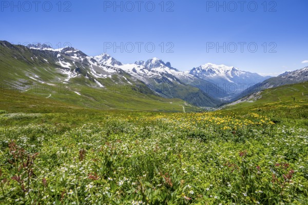 Flower meadow and mountain panorama with glaciated mountain peaks, view of Aiguille du Midi and Mont Blanc summits, Col de Balme, Chamonix, Haute-Savoie, France, Europe