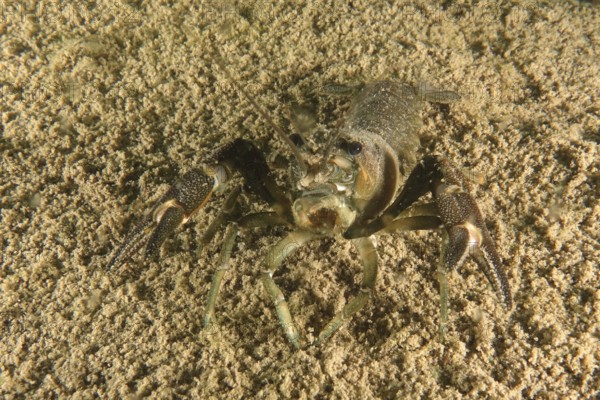 Crayfish (Astacus astacus), Terlinden dive site, Küsnacht, Lake Zurich, Canton Zurich, Switzerland, Europe