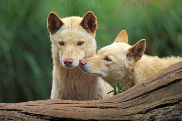 Dingo (Canis lupus dingo), pair, two animals, social behaviour, portrait, Australia, Oceania