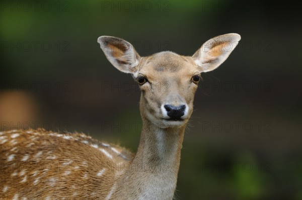 Close-up of a deer with an attentive gaze in the forest, fallow deer (Dama dama) Bavarian Forest National Park
