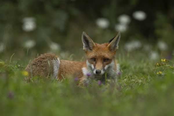 Red fox (Vulpes vulpes) adult animal resting in grassland countryside with wildlflowers in the summer, England, United Kingdom, Europe