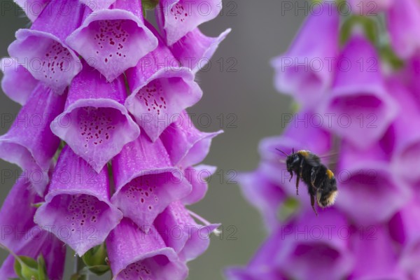 Buff tailed bumblebee (Bombus terrestris) adult bee flying towards a Foxglove (Digitalis purpurea) flower in summer, England, United Kingdom, Europe