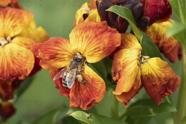 Honey bee (Apis mellifera) adult insect feeding on a Wallflower flower in an urban garden in spring, England, United Kingdom, Europe