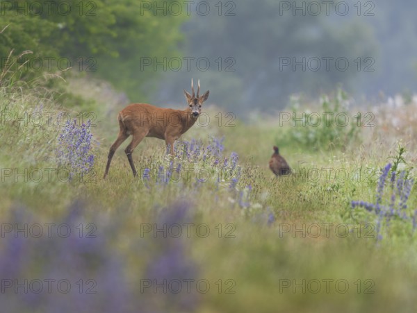 Roe deer (Capreolus capreolus), roebuck standing on a field path and looking attentively, out of focus a hunting pheasant, wildlife, Thuringia, Germany, Europe