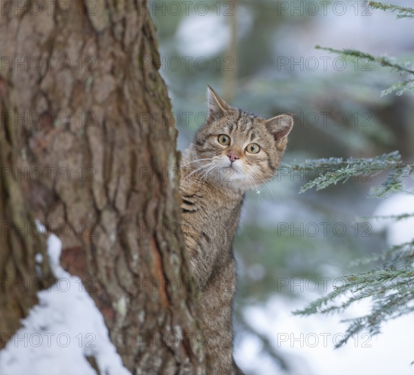 European wildcat (Felis silvestris), standing by a tree, captive, Bavarian Forest National Park, Bavaria, Germany, Europe