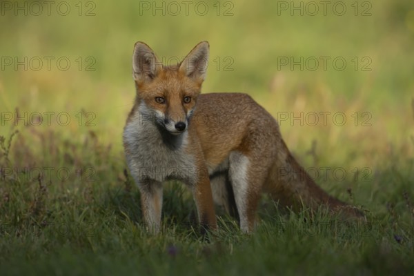 Red fox (Vulpes vulpes) adult animal in grassland countryside in the summer, England, United Kingdom, Europe