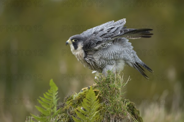 Peregrine falcon (Falco peregrinus) adult bird of prey on a tree stump, Scotland, United Kingdom, Europe