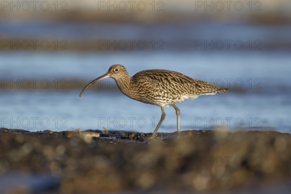 Eurasian curlew (Numenius arquata) adult wading bird on a coast shoreline, England, United Kingdom, Europe