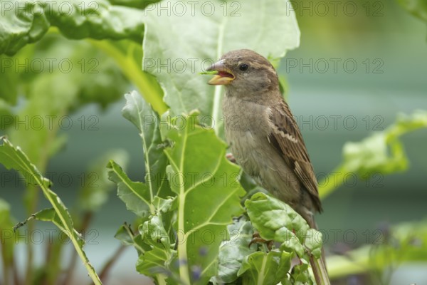 House sparrow (Passer domesticus) adult bird feeding on a garden Swiss chard vegetable plant, England, United Kingdom, Europe