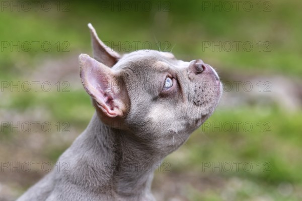 Side profile view of New Shade Isabella colored French Bulldog dog with very light blue eyes