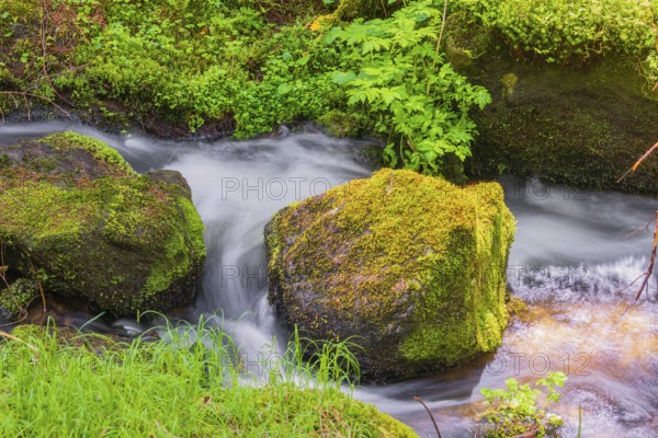 Little creek in the Bavarian Forest Nationalpark. Flowing water, little cascades, mossy stones and fresh green vegetation