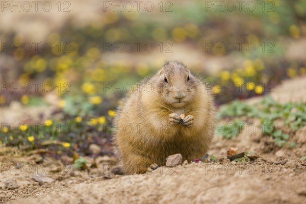 A black-tailed prairie dog (Cynomys ludovicianus) sits upright on sandy ground, observing the surrounding. Some yellow flowers are in the background
