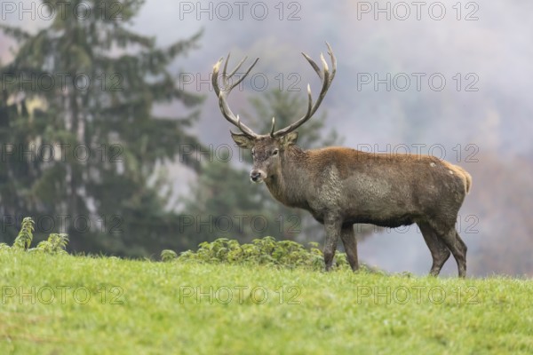 Red Deer buck at the end of the rutting season