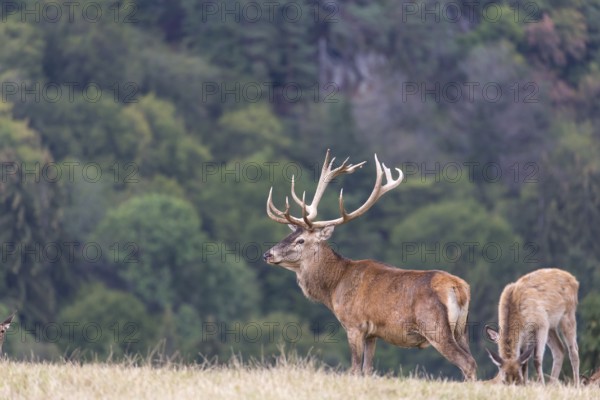 Red Deer buck standing on a meadow in autumn. Accompanied by some females. Trees in background