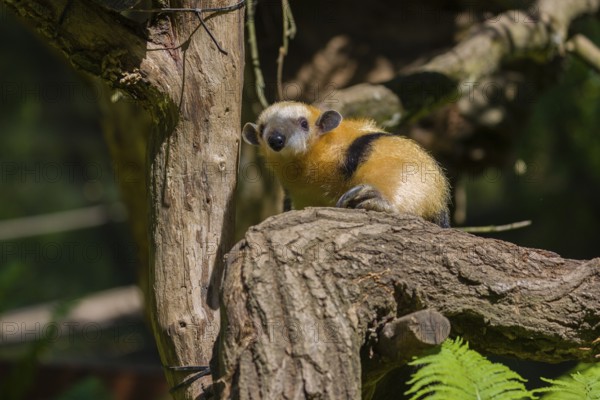 A southern tamandua (Tamandua tetradactyla), sits in a tree, watching the surrounding