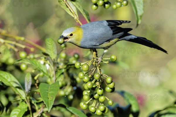 Long-tailed Silky-flycatcher, Ptiliogonys caudatus feeding on Twoleaf nightshade berries, Costa Rica, Central America