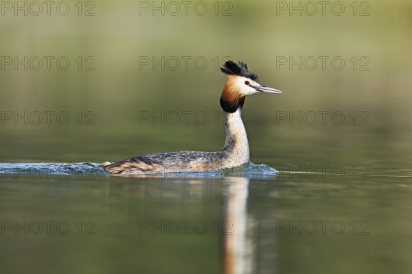 Great crested grebe (Podiceps scalloped ribbonfish), floating on the water in the morning light, Flachsee, Canton Aargau, Switzerland, Europe