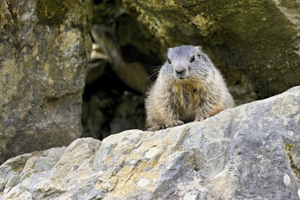 Alpine marmot (Marmota marmota), sitting on rocks, Switzerland, Europe