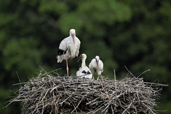 White stork (Ciconia ciconia), adult with two chicks standing on eyrie, Canton Aargau, Switzerland, Europe