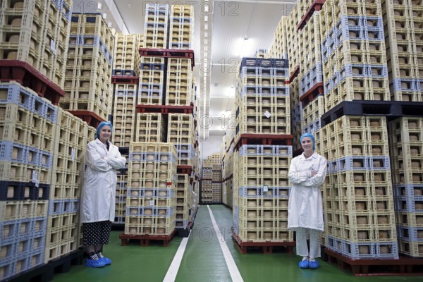 Castilian woman in the drying room of a cheese factory, cheese stacked in boxes in the back, Fuentesaúco, Zamora province, Castile and Leon, Spain, Europe