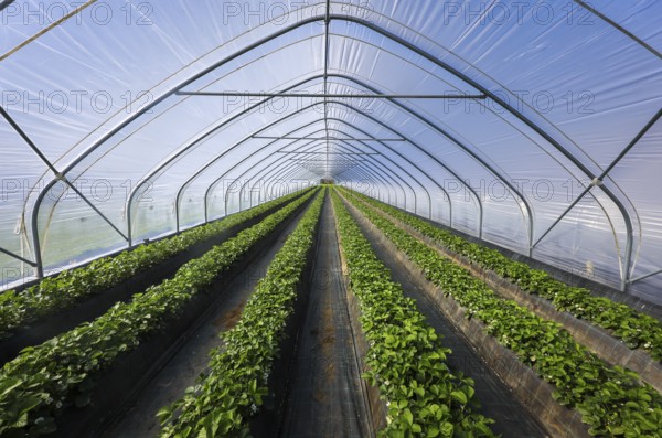Wesel, North Rhine-Westphalia, Germany, Strawberries grow on raised beds in tunnel cultivation under foil, Europe