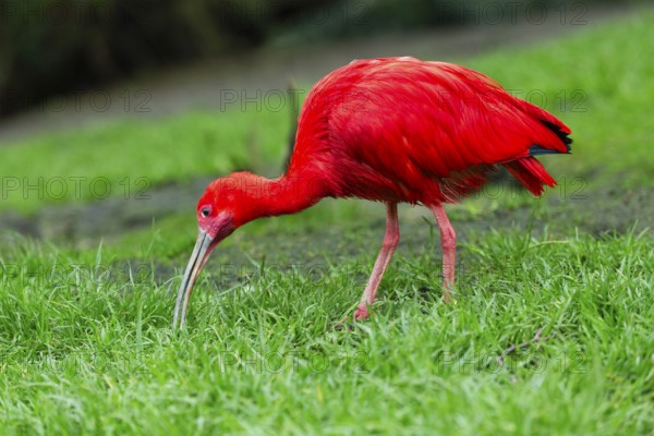 Scarlet Ibis (Eudocimus ruber), adult bird feeding on a grassy area, native to south America, captive, Germany, Europe