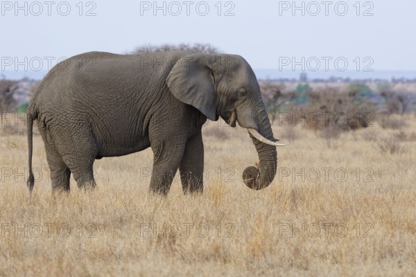 African bush elephant (Loxodonta africana), adult male feeding on dry grass, foraging, savanna, Kruger National Park, South Africa, Africa
