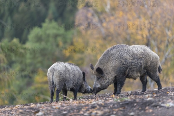 Two wild boar or wild pig (Sus scrofa), walking over an opening in early morning light, searching for food, with an autumnal colored forest in the background