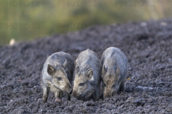 Three young piglets standing side by side on a muddy opening searching for food, with an autumnal colored forest in the background
