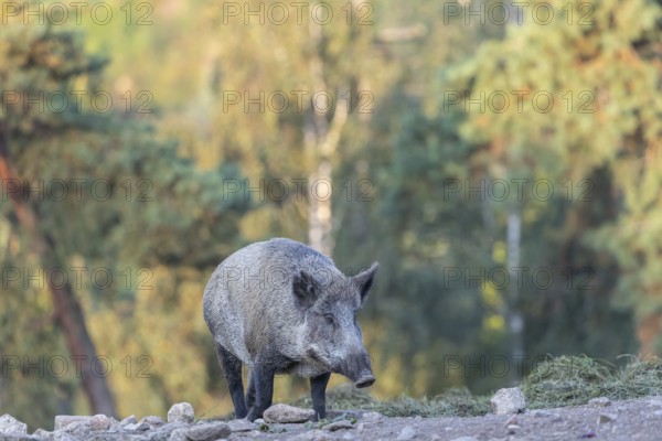 One adult wild boar or wild pig (Sus scrofa) walking over an opening with a green forest in the background
