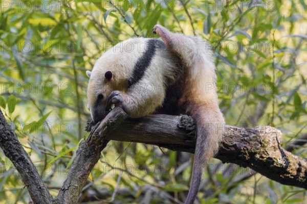 One southern tamandua (Tamandua tetradactyla), climbs up a tree in a forest