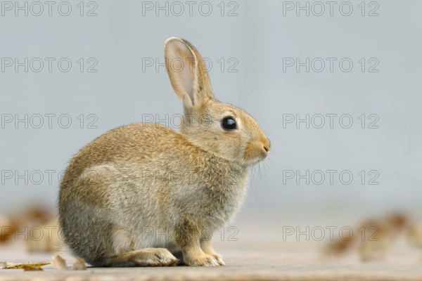 Wild rabbit (Oryctolagus cuniculus), adult, sitting on a terrace, wildlife, mammal, Baltic Sea coast, Fehmarn Island, East Holstein, Schleswig-Holstein, Germany, Europe