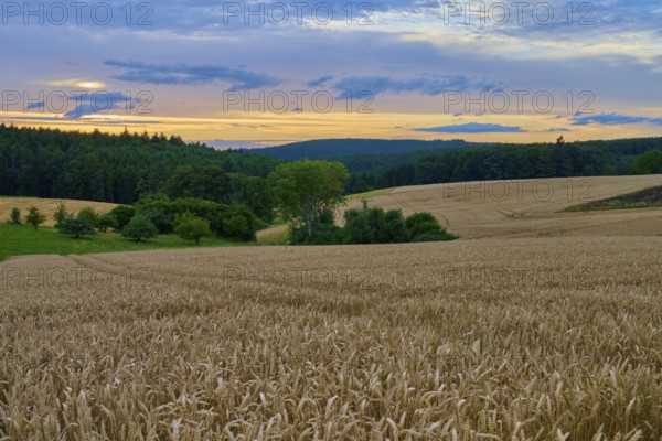 A wheat field (Triticum), in the foreground, surrounded by forest under an evening sky with clouds and dusk, summer, Großheubach, Miltenberg, Spessart, Bavaria, Germany, Europe