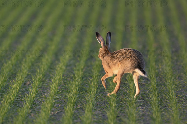 European hare (Lepus europaeus), running across a field, Lake Neusiedl National Park, Seewinkel, Burgenland, Austria, Europe
