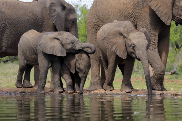 African elephant (Loxodonta africana), three young animals, at the water, drinking, group, Kruger National Park, Kruger National Park, South Africa, Africa
