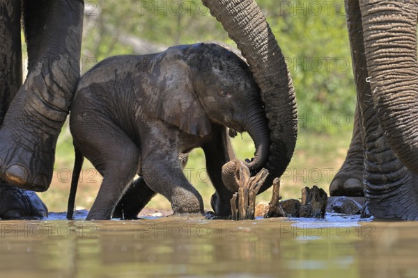 African elephant (Loxodonta africana), young animal, with mother, baby elephant, calf, at the water, drinking, social behaviour, Kruger National Park, Kruger National Park, South Africa, Africa