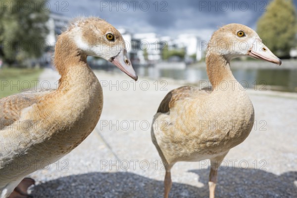 Two Nile geese (Alopochen aegyptiaca) in profile view, close-up, wide angle, looking to the right, standing on a path, a lake blurred in the background, green deciduous trees and commercial buildings recognisable, Phoenix Lake, Dortmund, North Rhine-Westphalia, Germany, Europe
